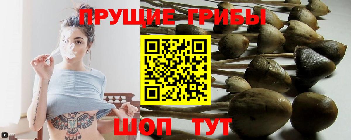 Псилоцибиновые грибы прущие грибы Томск